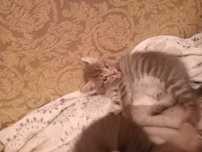 Отдам котят, мальчики