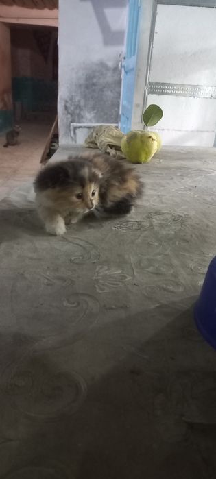 Мушукчалар сотилади