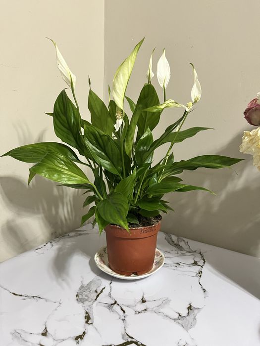 Продам домшный цвети