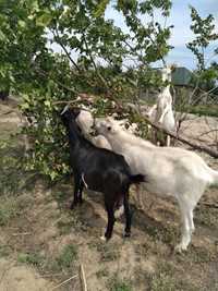 Продам дойных молочных коз, козлят,козла на племя