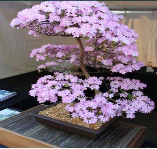 бонзай bonsai bonzai мини дръжчета