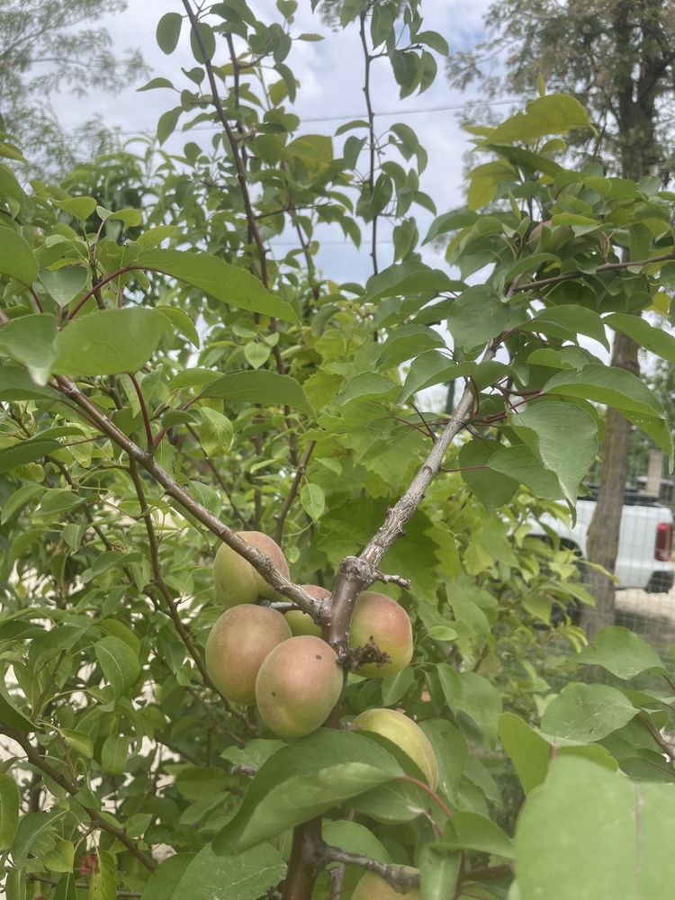 Pomi fructiferi /la Ghiveci/pe Rod