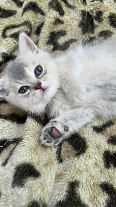 Серебристый шиншилла