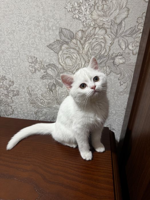 Британский котенок