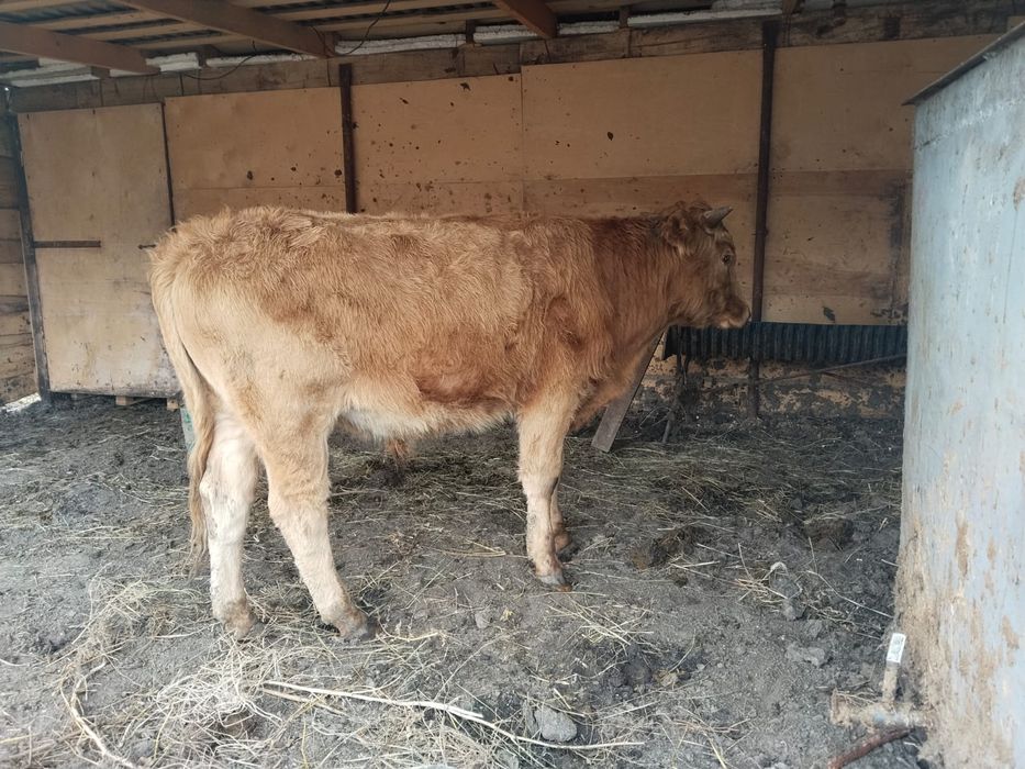 Согым Район Согра