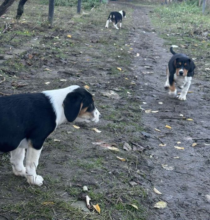 Кучета порода:Трицветен палаш