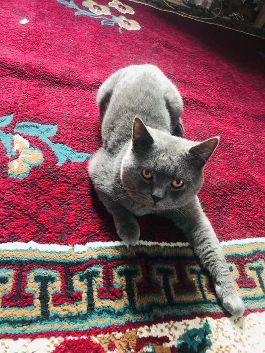 Цвет серы один год знает латок