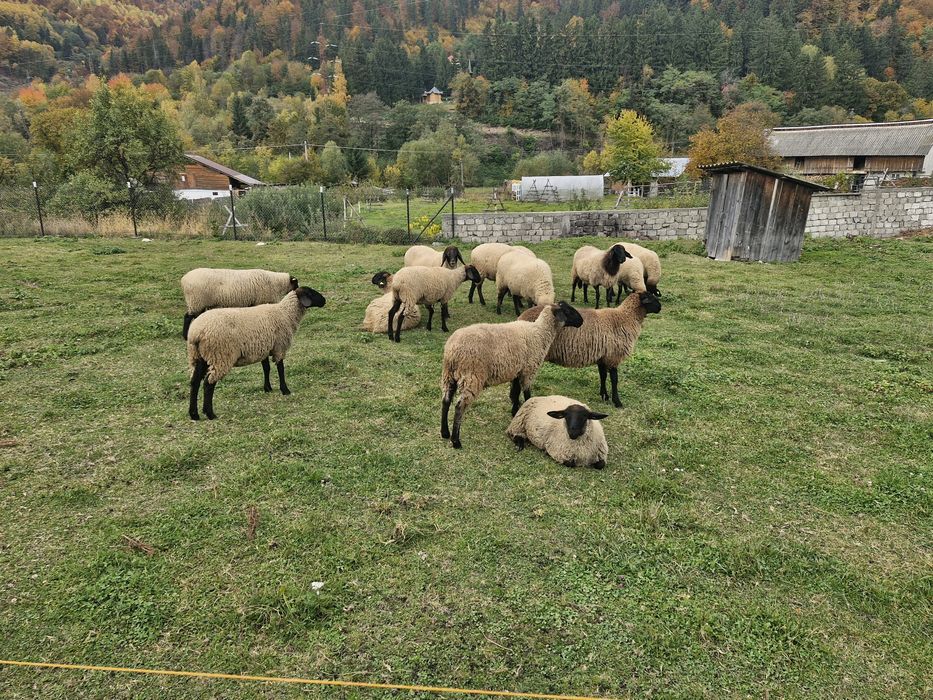 Berbecut suffolk de vanzare