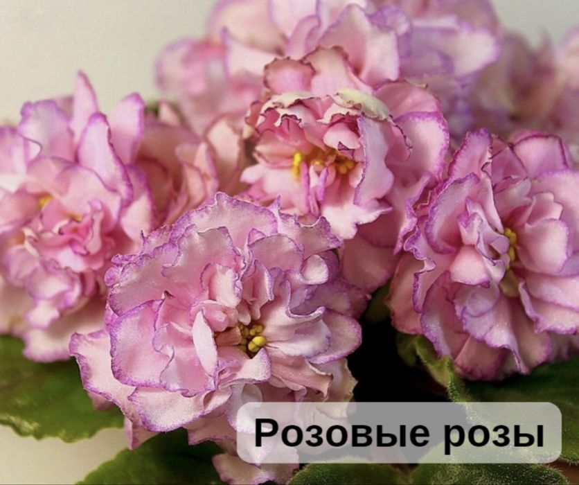 Продам свежесрезанный лист фиалок- 200тг. Цветущие фиалки- 1500тг.