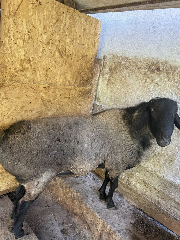 Qoy sotiladi.