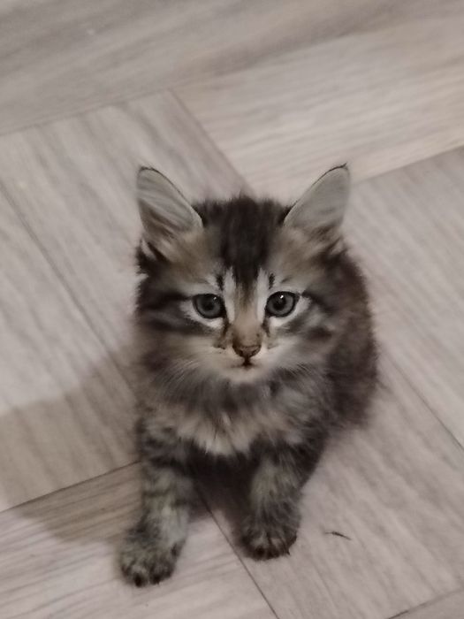 Hadiyaga beriladi 2. 5oylik