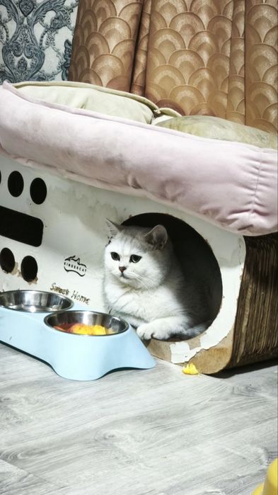 Вязка ! чистакровная Серебрестая Шиншилла  NS11 приглашаем кошек !