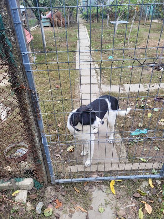 Donez caine de curte