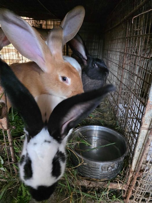 Vand iepuri de carne crescuti in gospodarie