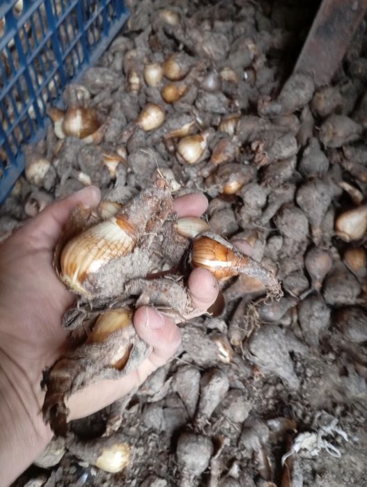 Nartis gul sodiladi donagayam kilogayam kelishamiz kop yilik gul
