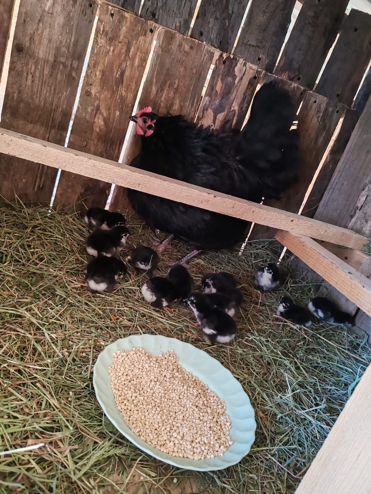 Găină Australorp cu 13 pui