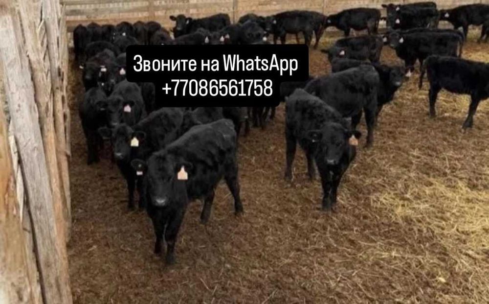 Продам бычки телята тёлочки