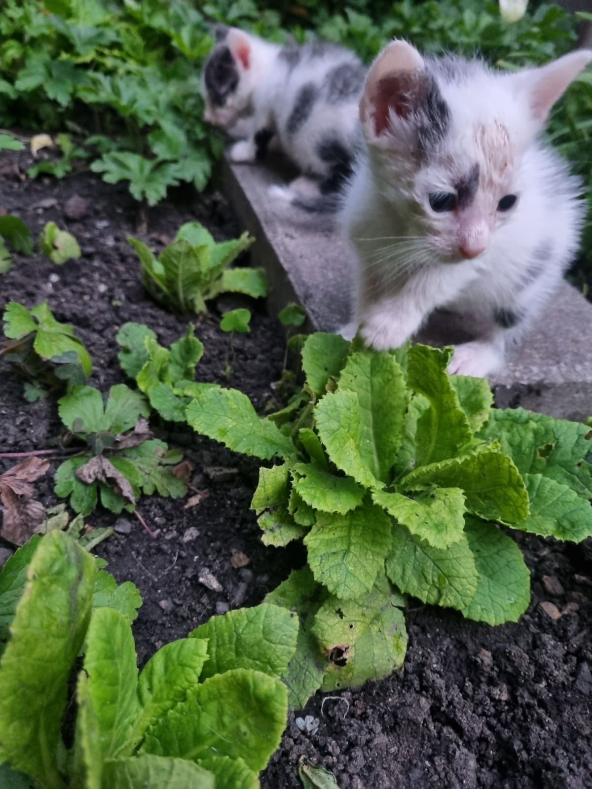 Подарявам 2 малки котета на около месец са