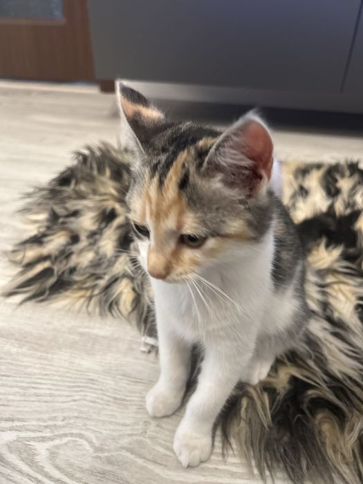 Pisica Femela 6 Luni