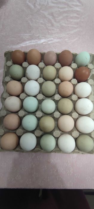 Домашни кокоши яйца 13лв Размер L
