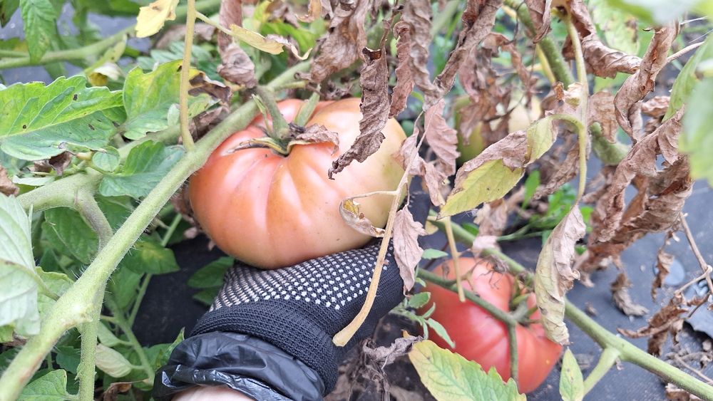 Продам дачу в Сортировке, общество Ромашка