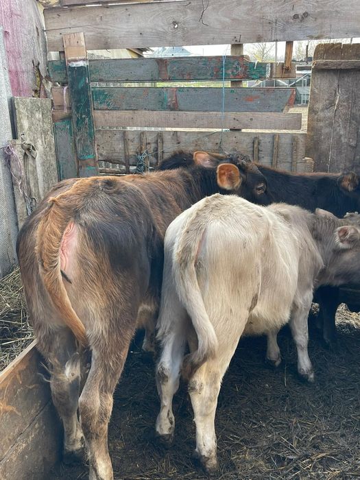 Vând  7 vitele de rasa