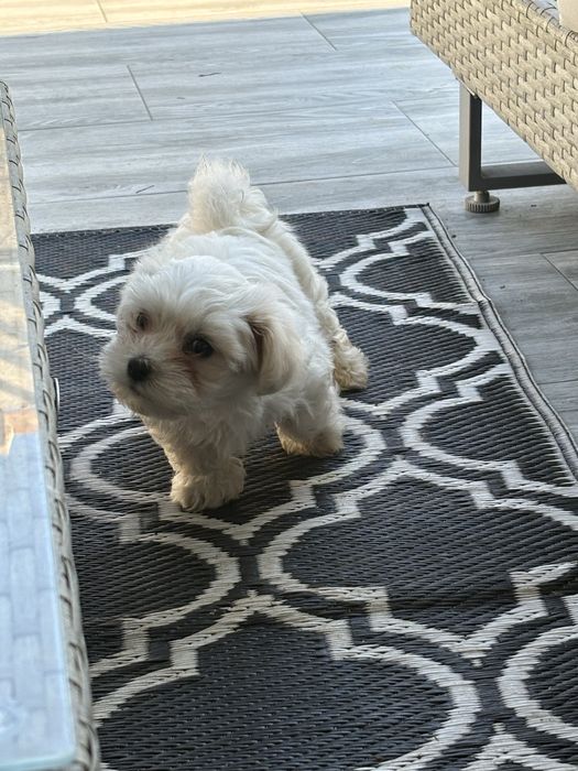 Bichon Maltez - mascul 8 saptamani, vaccinat si deparazitat