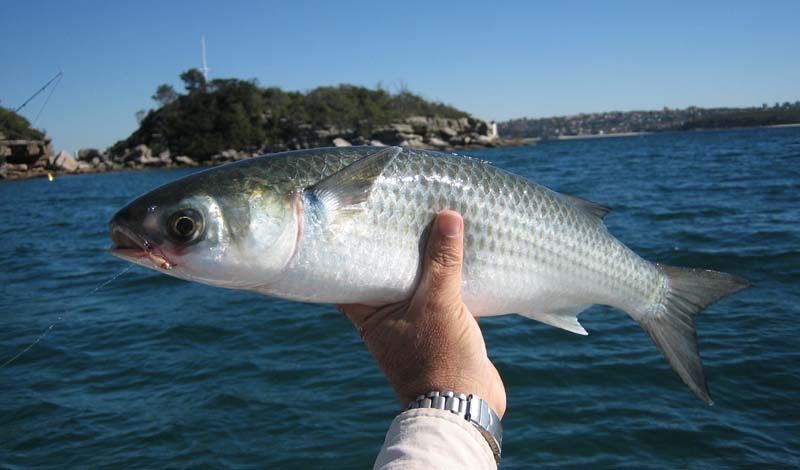 Рыба Кефаль Каспийская морская очень вкусная !!!