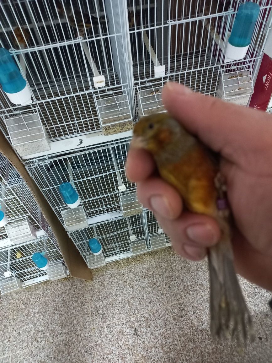 Voliera  si canari hibrizi bastarzi oferta de sărbători