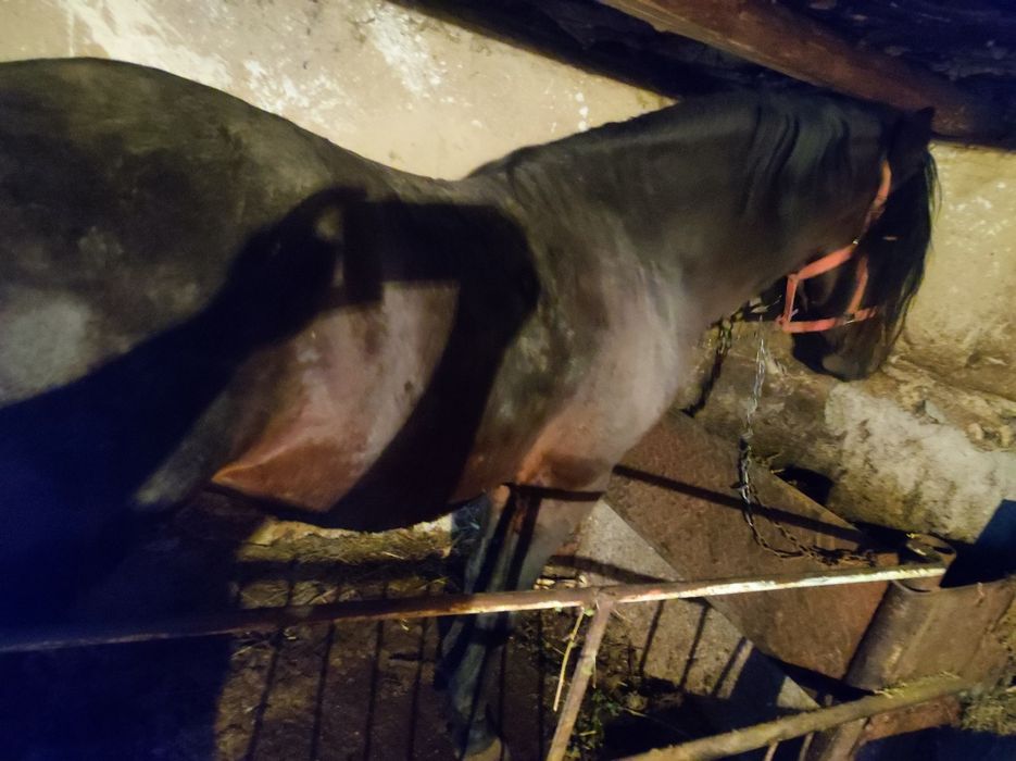 Armăsar corcitura 5 ani