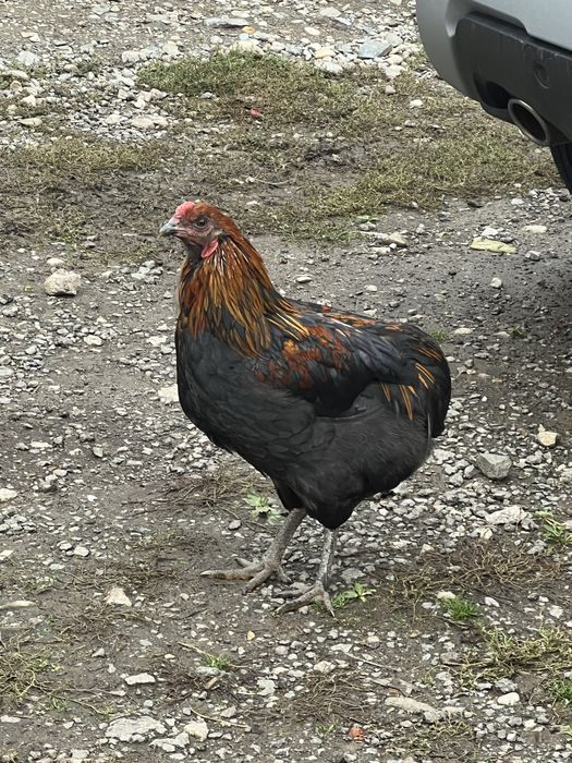 Ratoi si cocosi de vanzare