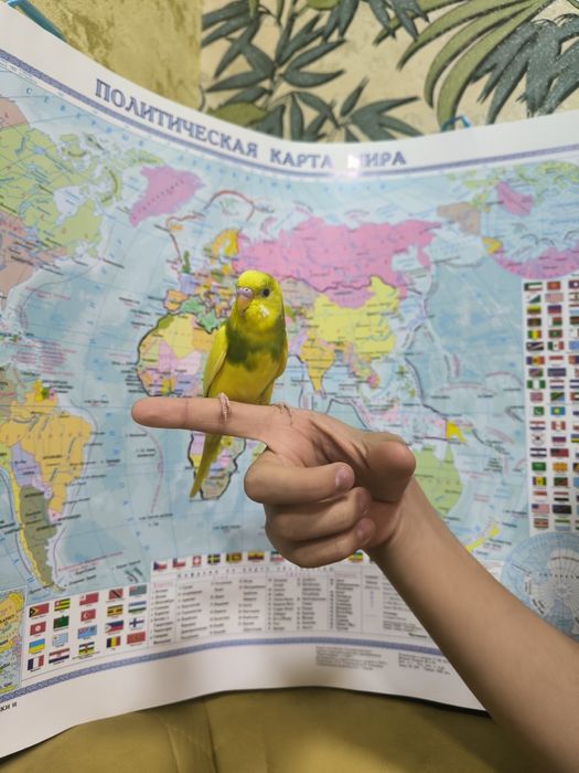 Ручной волнистый попугаи
