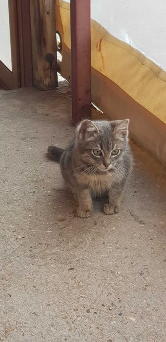 Подарявам спасено котенце – търси добър дом