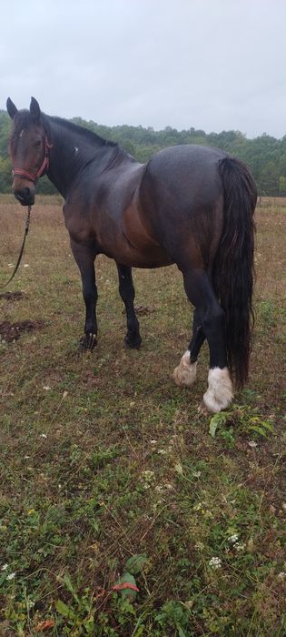 Semigreu romanesc de vânzare