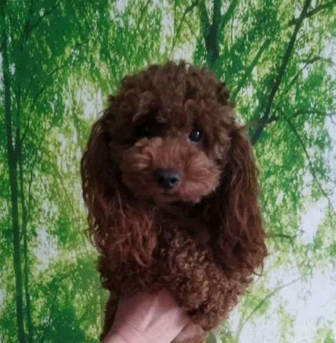 Вязка той пудель.