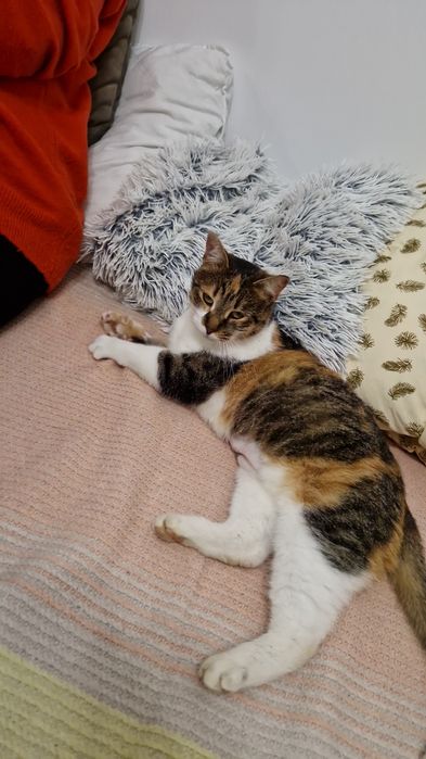 Adoptie pisicuta blanda si iubitoare