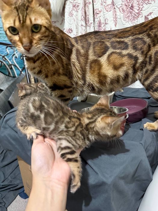 Sotiladi zottor mushuklar.