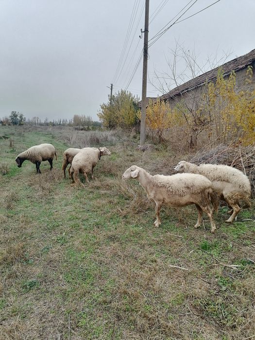 Продавам редовни овце