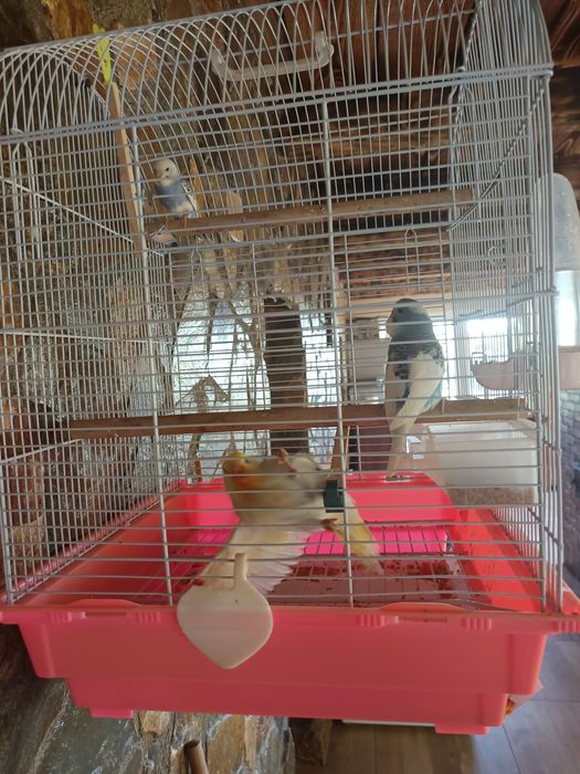 5 Perusi tineri de vanzare , cu tot cu colivie