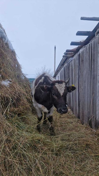 Тайынша 1,5 жасар