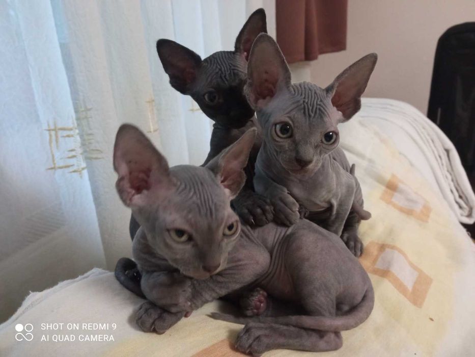 Vand pui pisica sphynx
