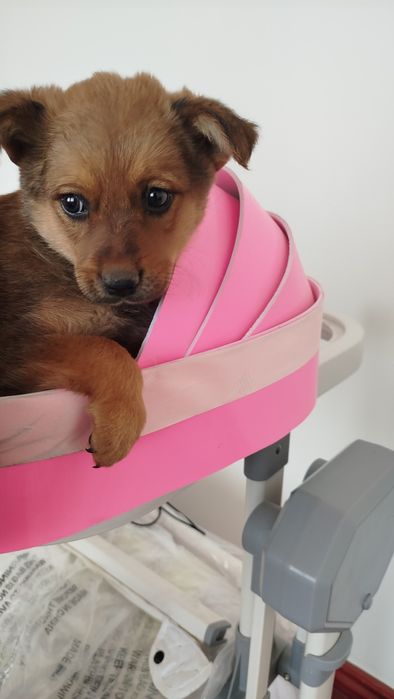 Choponi it bolachasi asaall