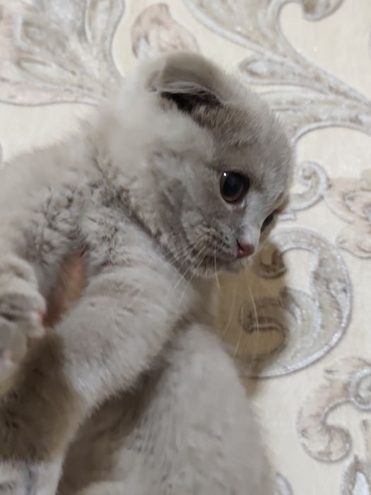 Продам лилового мальчика скоттиш фолда