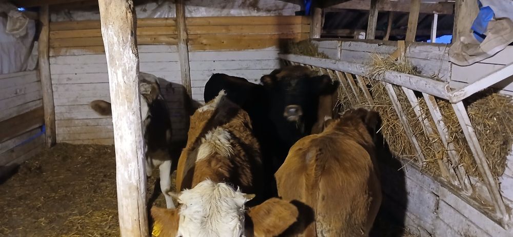 Vând viței mari înțărcati