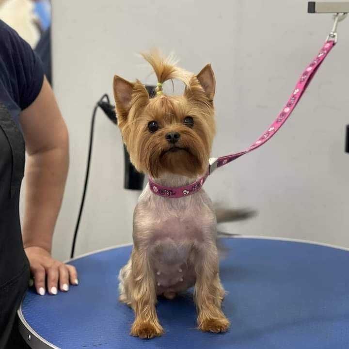 Coafor căței , grooming canin.