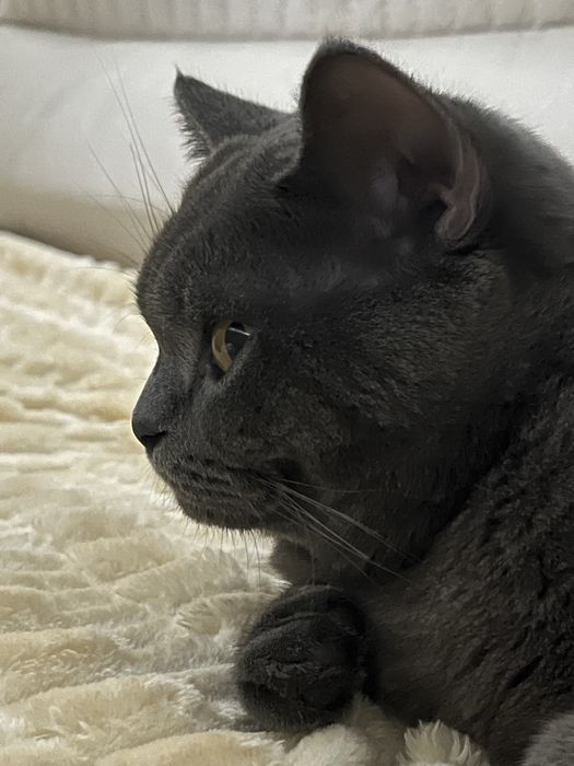 Британский кот / вяска