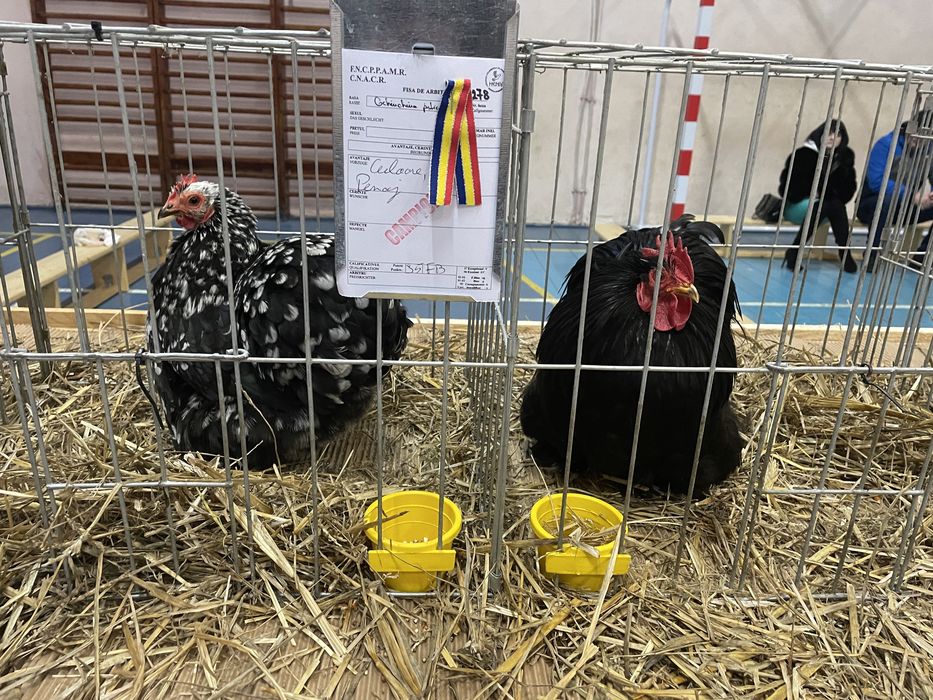 Vând găinușe mii de flori