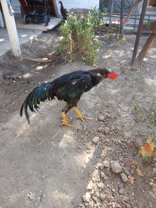 Dakan xoroz sotiladi