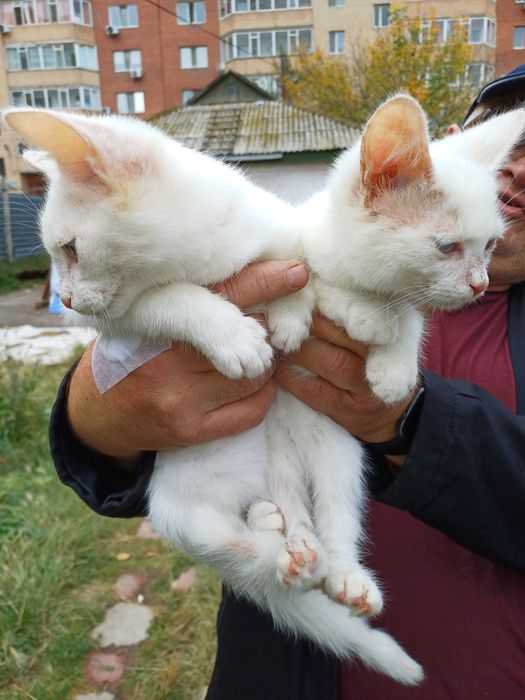 Малыши котята и кот ищут дом