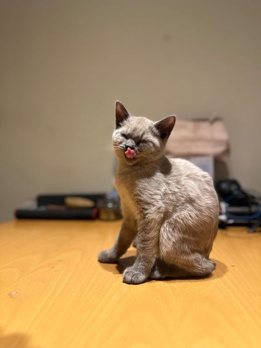 British Blue Point Британски